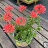 Pelargonium 'Els' - Pelargoon 'Els' P9/0,55L